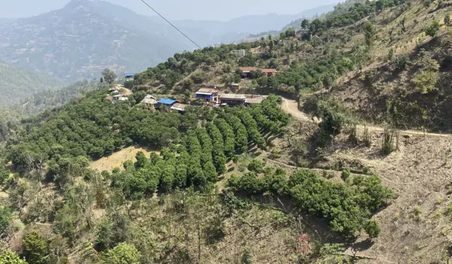 स्याङ्जाको सुन्तलाबारी