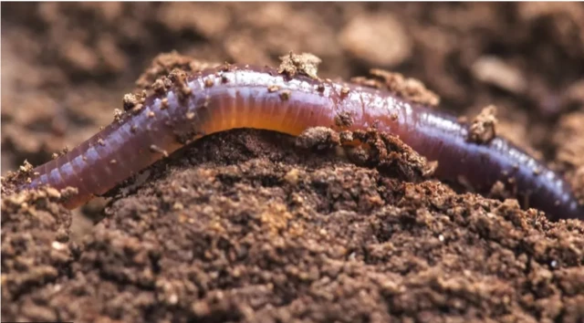 worm