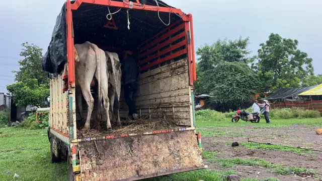 गेवराई बाज़ार में बिक्री के लिए लाए गए पशु