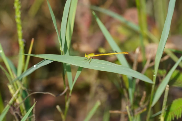 தட்டான்பூச்சி கணக்கெடுப்பு