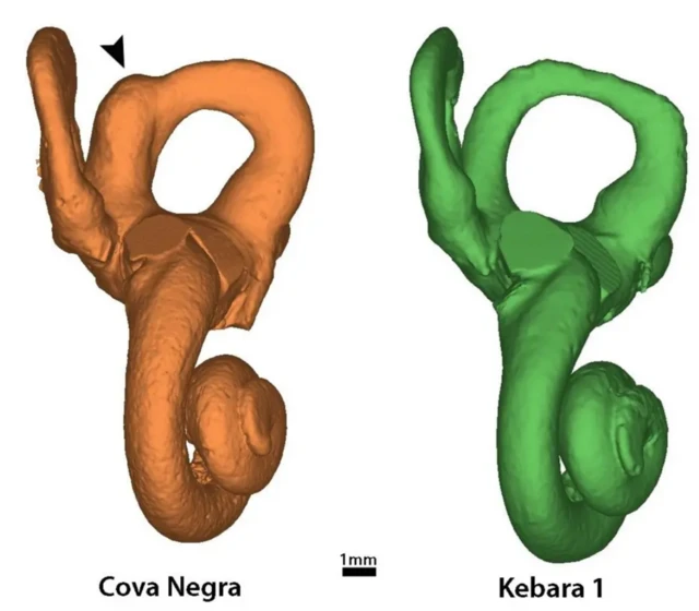 பரிணாம வளர்ச்சியில் நவீன மனிதர்களை தனித்துவமிக்கவர்களாக மாற்றுவது எது?