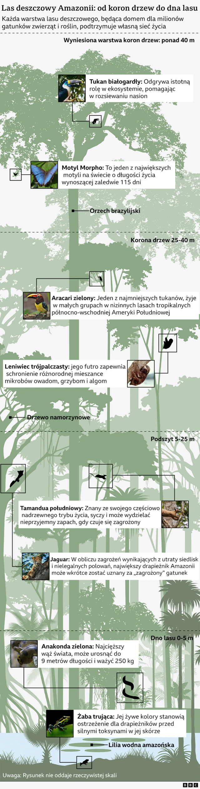 Infografika przedstawiająca niektóre gatunki zwierząt i roślin zamieszkujące Amazonię