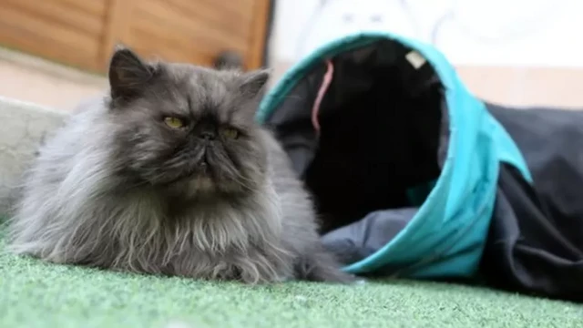 перс мышыгы