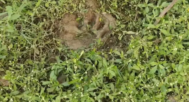 వన్యప్రాణులు, జంతు సంరక్షణ, ఆంధ్రప్రదేశ్, రాజమండ్రి