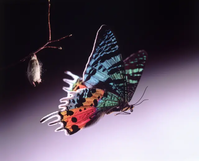 नवीन जीव