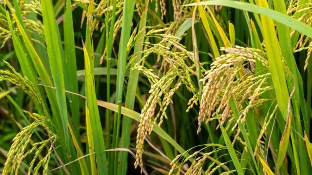 මෙරට තුල ප්රධාන වශයෙන් වගා කරනු ලබන වී වර්ග අතරින් සියයට 99ක්ම වැඩි දියුණු කරන ලද වී ප්රභේද වන අතර දේශීය වී ප්රභේද වගා කෙරෙන්නේ සීයයට එකකටත් අඩු ප්රමාණයක් වේ.