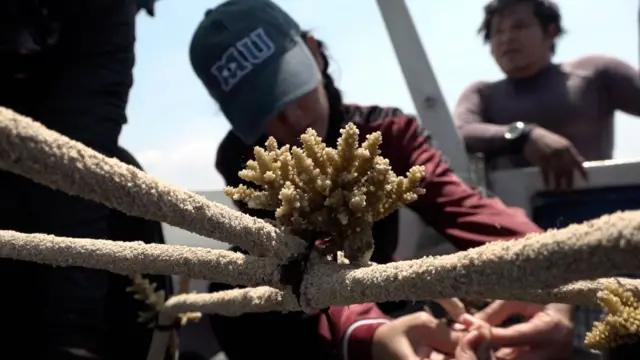 Perempuan muda merakit substrat terumbu karang untuk ditanam di dasar laut.