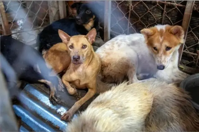 The remaining dogs after Mr. Dao Van Cuong's dog meat shop in Trang Bom district (Dong Nai province) closed on November 17.
สุนัขที่ยังคงมีชีวิตอยู่หลังจากร้านค้าเนื้อสุนัขของนายดาว วัน เกือง ใน จ.ด่งนายปิดตัวลงในวันที่ 17 พ.ย. ที่ผ่านมา