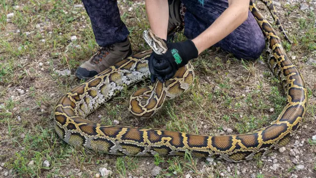 ఫ్లోరిడా అభయారణ్యం 