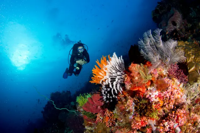 ਕੋਮੋਡੋ ਕੋਰਲ ਗਾਰਡਨ ਵਿੱਚ ਮਹਿਲਾ ਗੋਤਾਖੋਰ