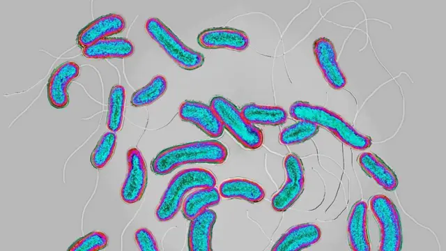 కలరా వ్యాధి