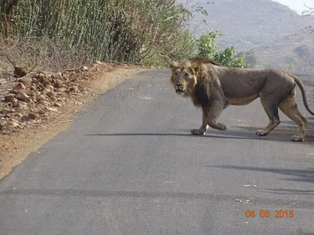 ગુજરાત, ગીર, ગીરના સિંહ, બીબીસી ગુજરાતી, જૂનાગઢ, ગીર અભયારણ્ય