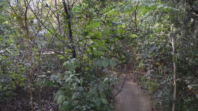 ভারতের দিল্লিতে এই পদ্ধতি ব্যবহার করে একাধিক বন গড়ে তোলা হয়েছে