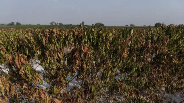 Plantação de café afetada pela seca em Pedregulho (SP), em setembro de 2024