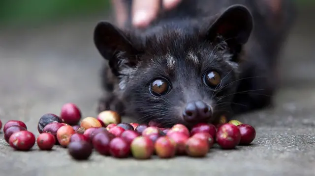 పునుగుపిల్లి