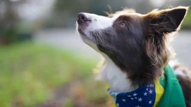 Gaia está olhando para o alto e usando uma bandana do Brasil no pescoço.