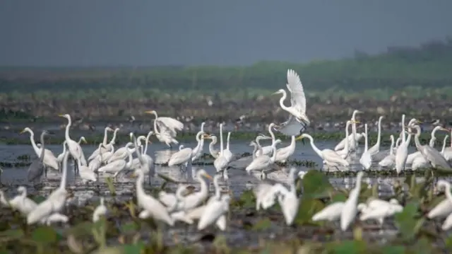 মূলত হাওর অঞ্চলেই বেশি পাখি দেখা যায়।