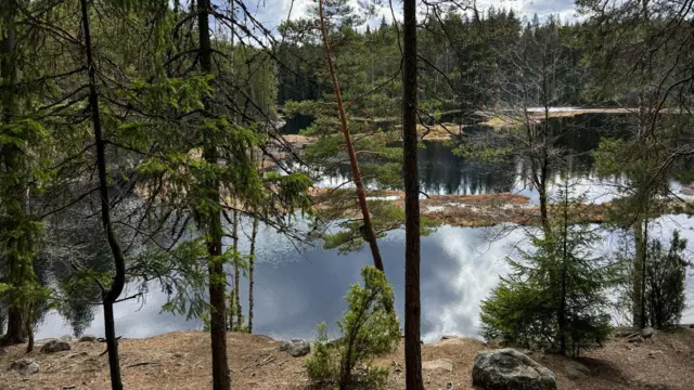 Фінський ліс