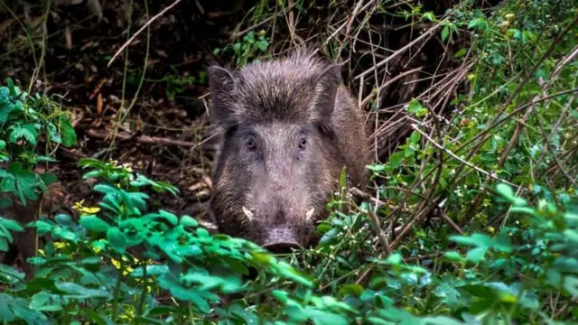 అడవి పందులు