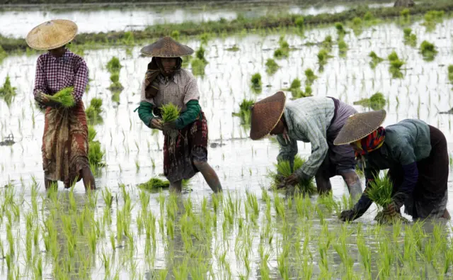 လယ်ယာလုပ်ငန်းခွင်က လယ်သူမကြီးတွေ