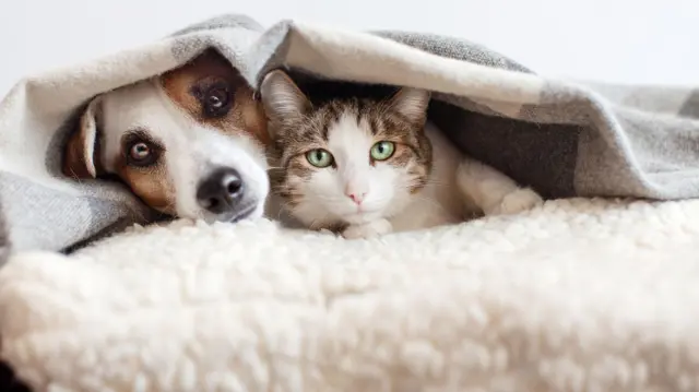 ठंड में पालतू जानवरों का ध्यान रखना भी ज़रूरी है