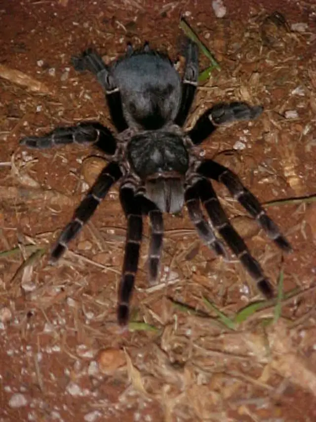 Aranha