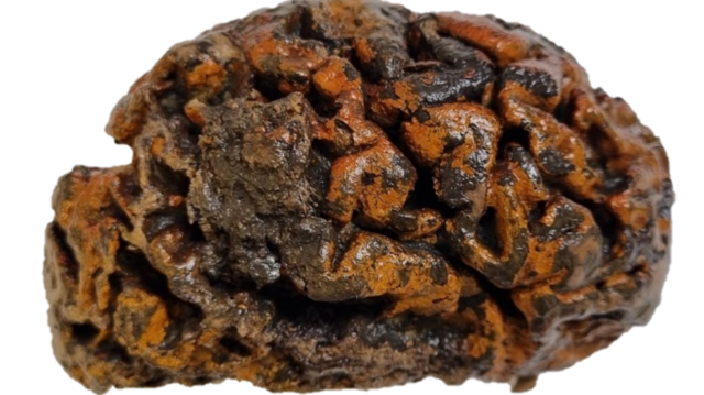 Cérebro com mais de 1.000 anos