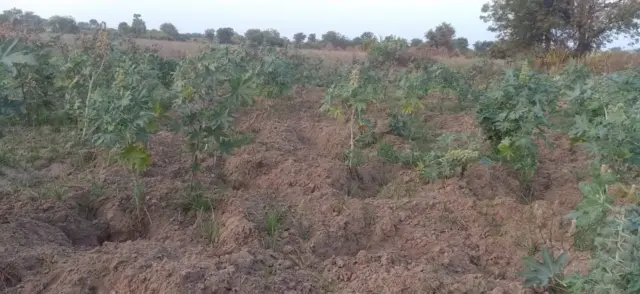 લોદરાણી ગામના ખેડૂત શ્રવણભાઈ મનવરના ખેતરને જંગલી ભૂંડના ઝૂંડે આ રીતે ખોદી નાખી છે