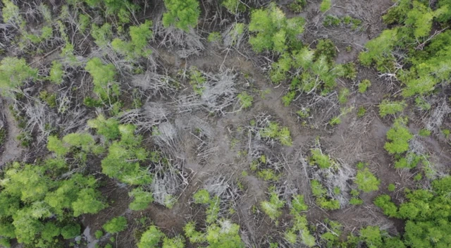 Bare patch of forest seen from overhead