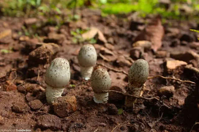 सात्या किंवा अळिंबी