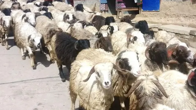 च्याङ्ग्राको मासु 