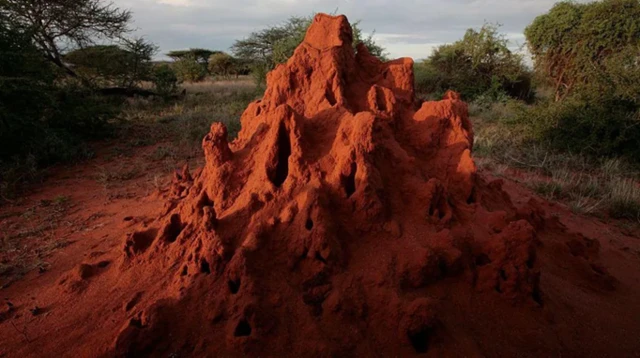 چیونٹیاں اکثر اس طرح کے ٹیلوں میں پائی جاتی ہیں۔