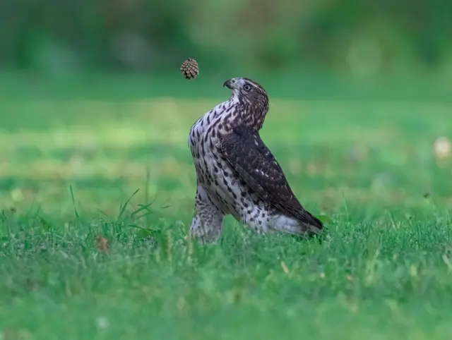 'ሜሲ? እንታዋይ’ዩ ሜሲ?' 