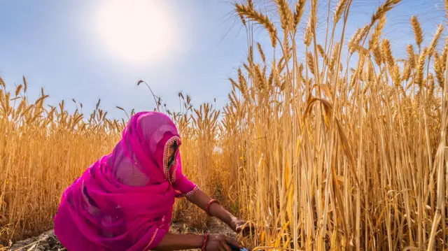 ਅਨਾਜ