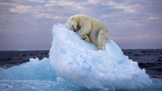 نیما ساریخانی این تصویر را پس از سه روز جستجوی خرس‌های قطبی در شمالی‌ترین نقطه نروژ که در اقیانوس منجمد شمالی است، گرفته است