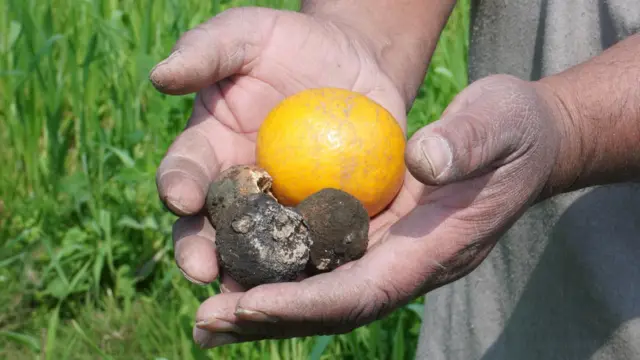 ਕਿਨੂੰ ਬਾਗ਼