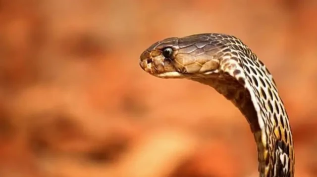 வங்கதேசம்: கண்ணாடி விரியன் பாம்புகளை அடித்துக் கொல்ல படையெடுக்கும் மக்கள் – ஏன்? என்ன நடந்தது?