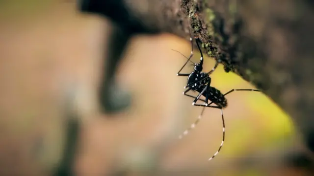 एडिस अल्बोपिक्ट्स डास