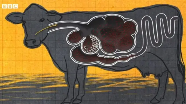 ఆవు జీర్ణాశయం