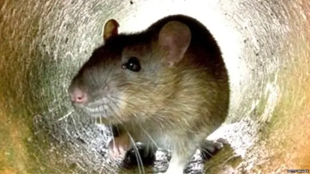 हा रोग संसर्ग झालेले प्राणी, माती आणि पाण्यातून पसरतो.