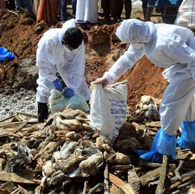 బర్డ్ ఫ్లూ