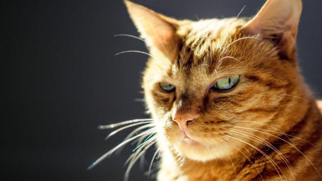 Por qué los gatos extinguen más especies que cualquier otro depredador -  BBC News Mundo