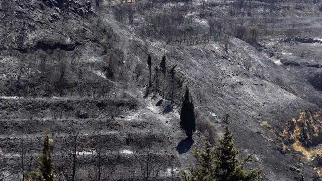Suriye'de de orman yangınları meydana geliyor