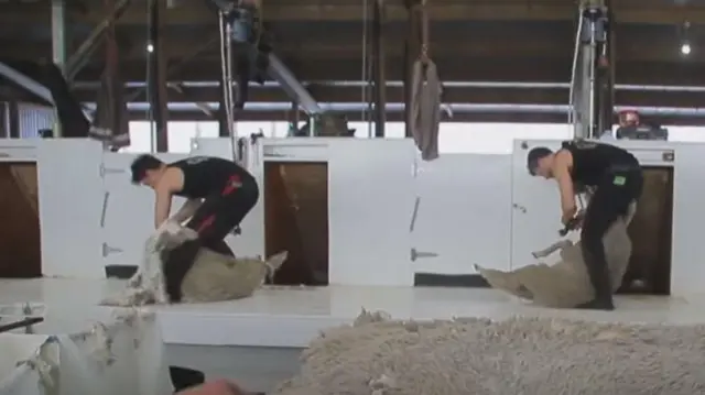 भेड़ की ऊन 