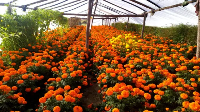 टनेलमा फुलेका सयपत्री फूल