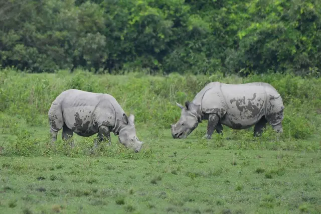 அசாமின் காசிரங்கா பூங்காவில் காணப்படும் காண்டாமிருகங்கள்