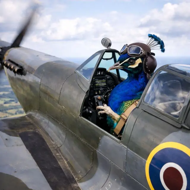 Una imagen generada por IA de un pavo real volando un Spitfire sobre el campo, con gafas protectoras.