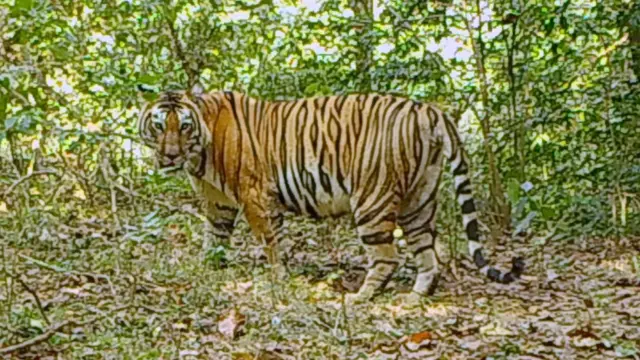 'सह्याद्री व्याघ्र प्रकल्पा'त आढळलेला पट्टेरी वाघ