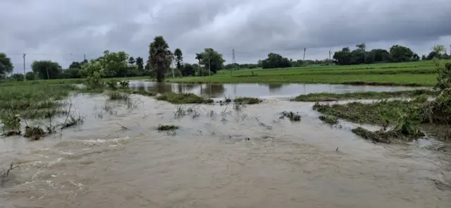 दोन्ही राज्यांमध्ये लाखो एकर पिकांचं नुकसान
