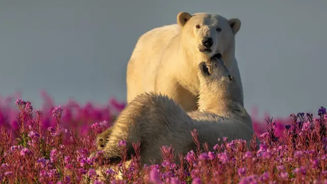 ధ్రువపు ఎలుగు బంట్లు 